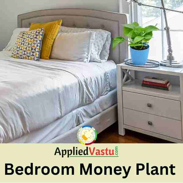 Vastu for money plant and its placement and tips By AppliedVastu
